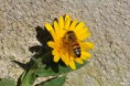 /album/galleria-foto-galleria-fotografica/calendula-10-jpg/